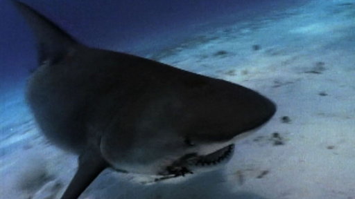 Shark Attack! Video