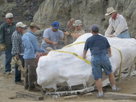 Grave Secrets of Dinosaurs