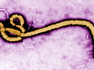 FORA.tv Science | Season 1 Episode 37 | Carl Zimmer: A Planet of Viruses