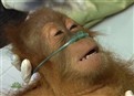 Struggling Species Gets Helping Hand picture