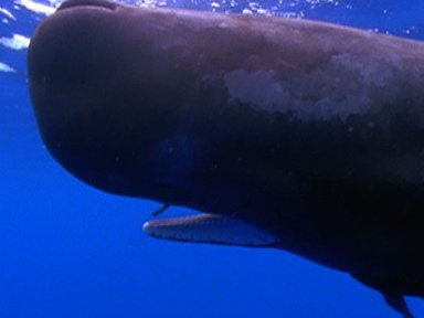 Sperm Whale Diving Video