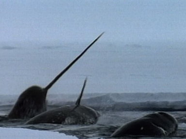Narwhals Video