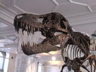 Paleontology at the University of Manchester