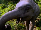 Pure Nature | Season 1 Episode 5 | Are Elephants Headed Toward Extinction?