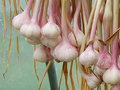 How to Grow Garlic Indoors