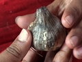 How to Grow Garlic