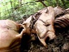 Hunter and Hunted | Season 1 Episode 1 | Death Down Under