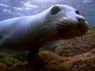 Seal-Stalking Sharks