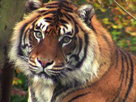 Pure Nature | Season 1 Episode 6 | The Last Wild Tigers