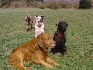 Dog Baseball Video