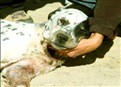 Project Rescue picture