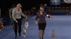 National Dog Show: 2008 Show Highlights