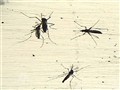 Video Sample